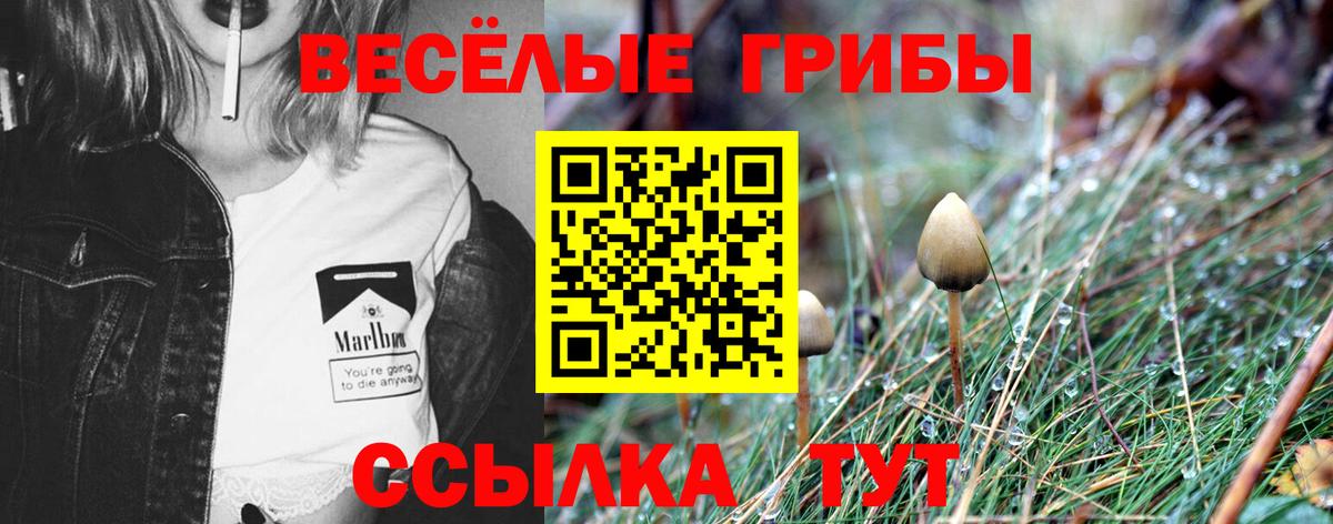 Белово  Псилоцибиновые грибы GOLDEN TEACHER  Вход с VPN 